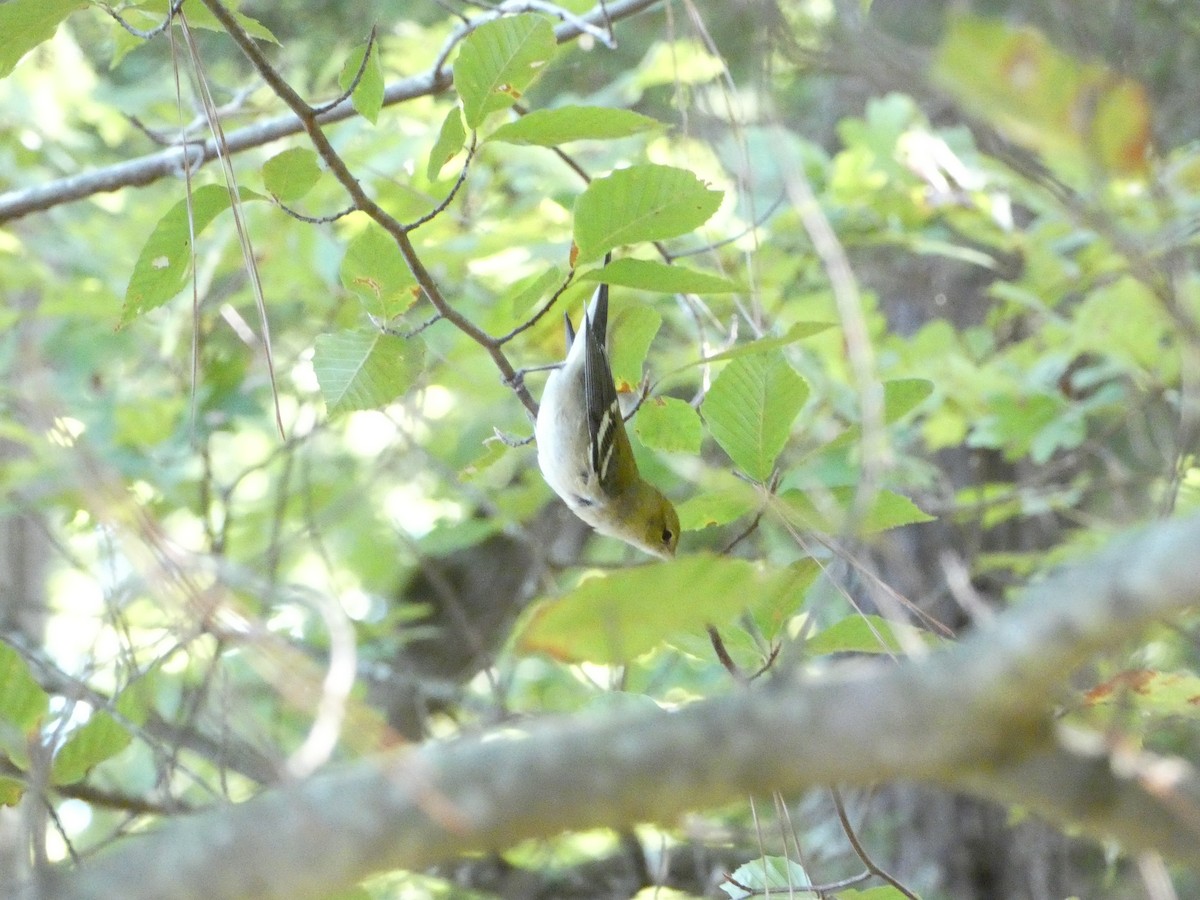 Bay-breasted Warbler - ML609458145