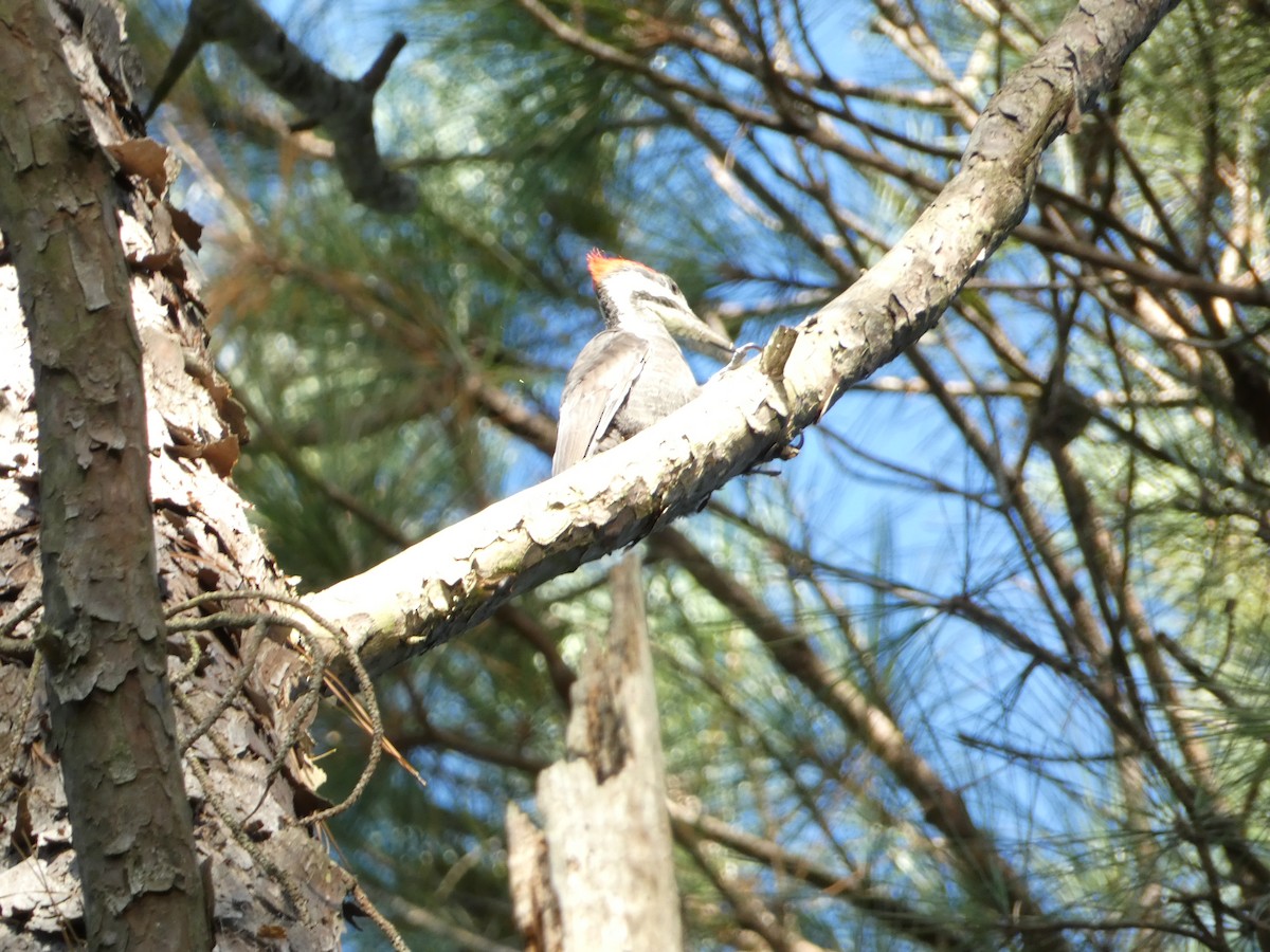 Pileated Woodpecker - ML609458166