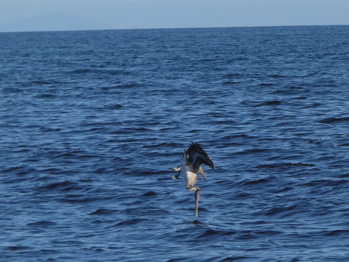 Brown Pelican - ML609458192