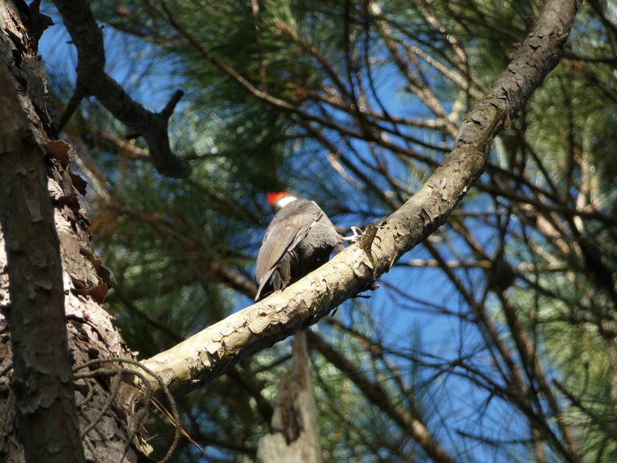 Pileated Woodpecker - ML609458194