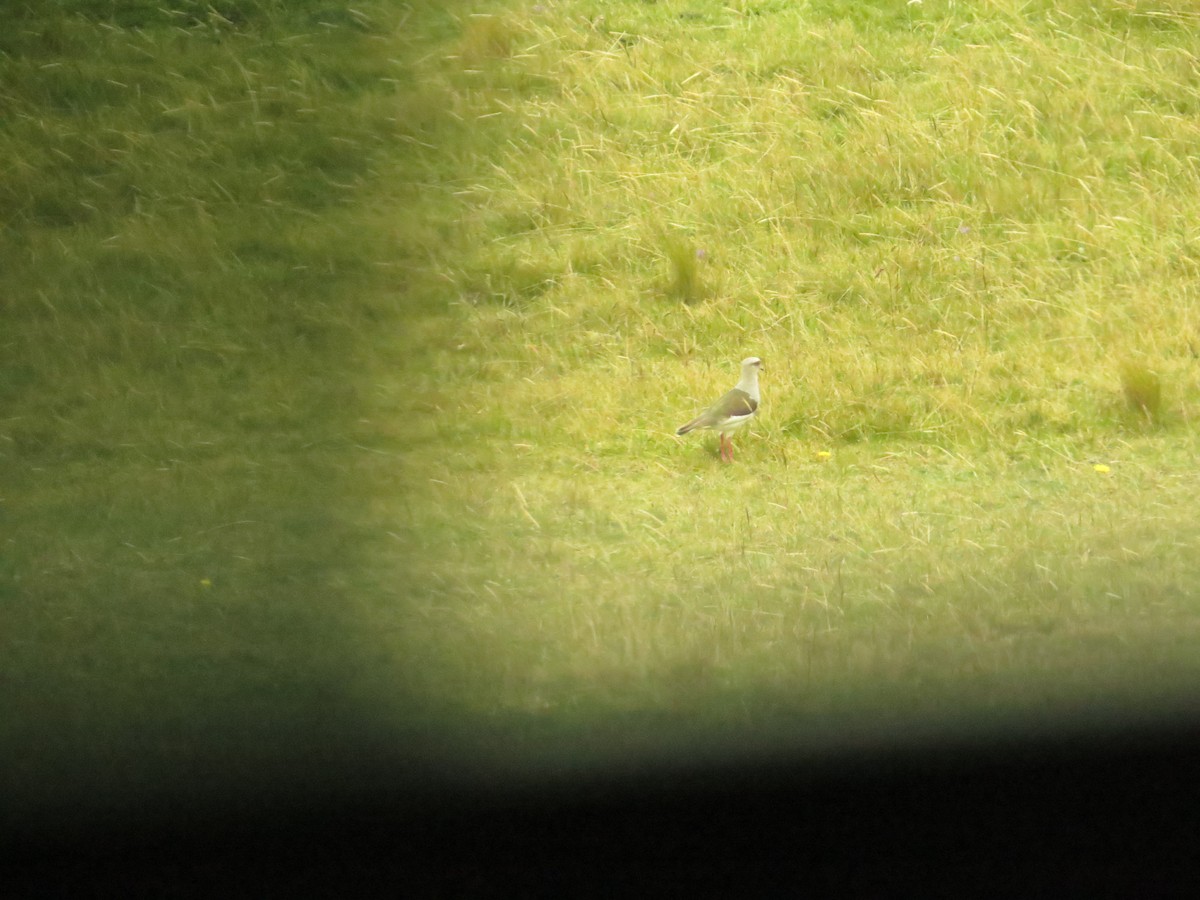 Andean Lapwing - ML609458231