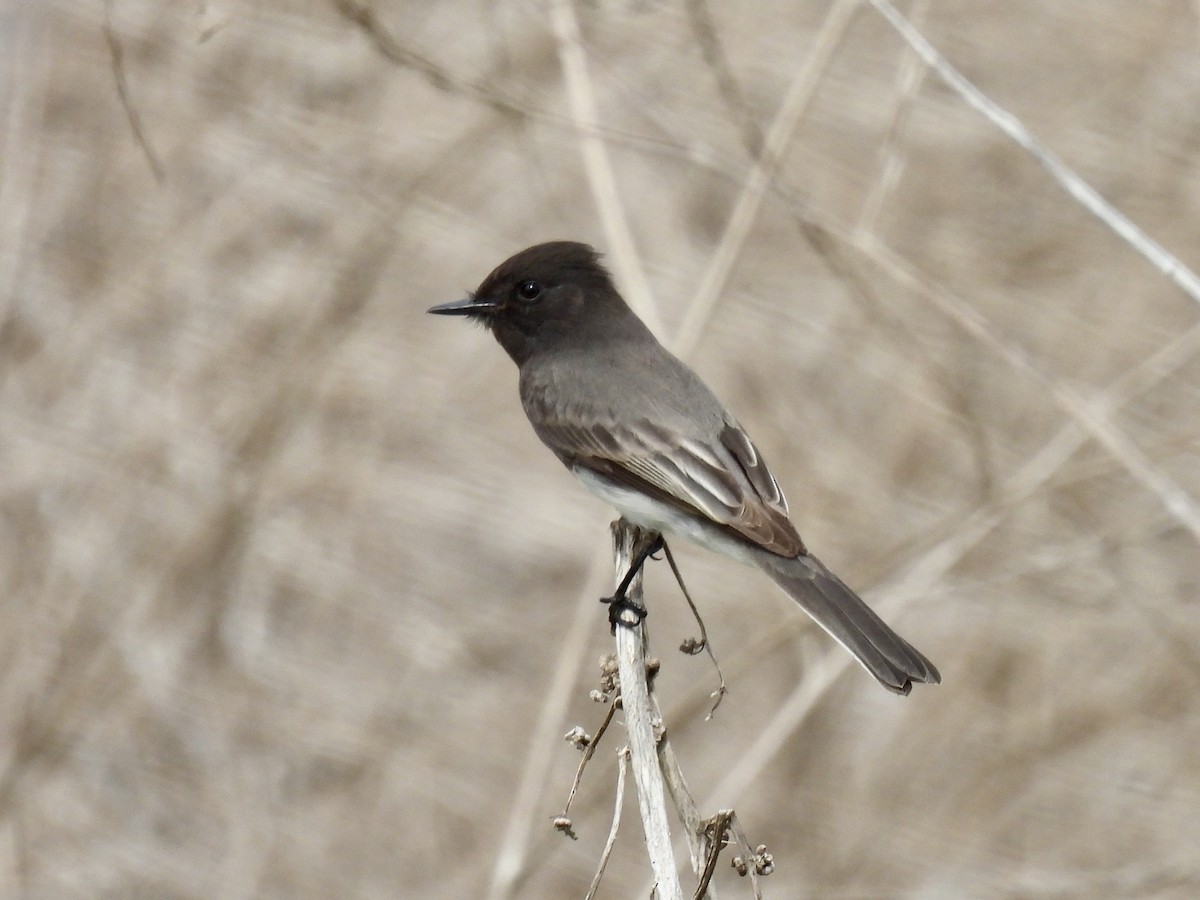 Black Phoebe - ML609458234