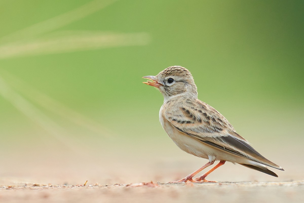 Mongolian Short-toed Lark - ML609458250