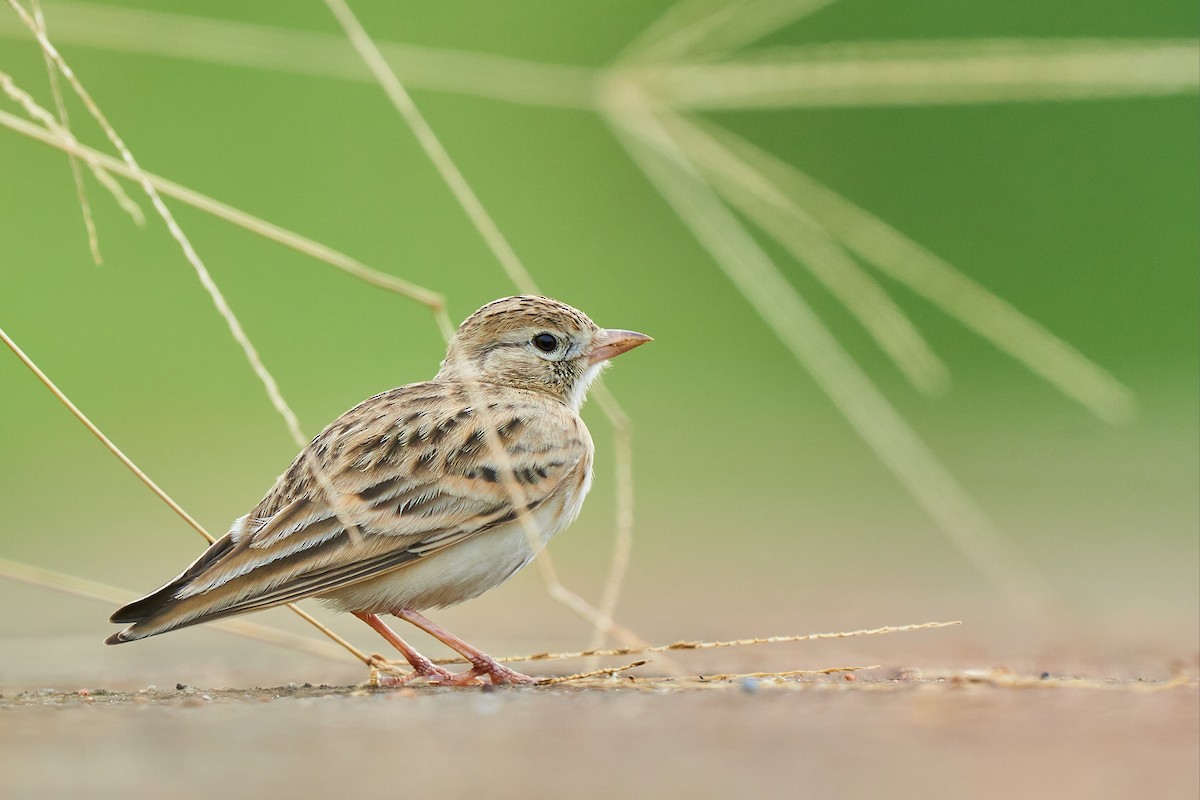 Mongolian Short-toed Lark - ML609458252