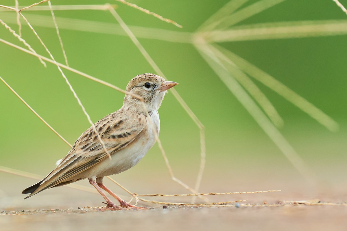 Mongolian Short-toed Lark - ML609458257