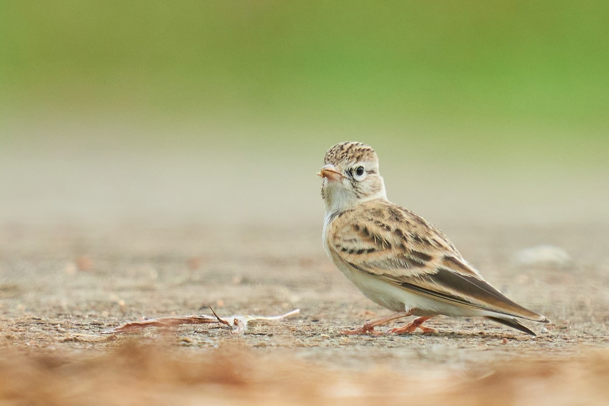 Mongolian Short-toed Lark - ML609458258