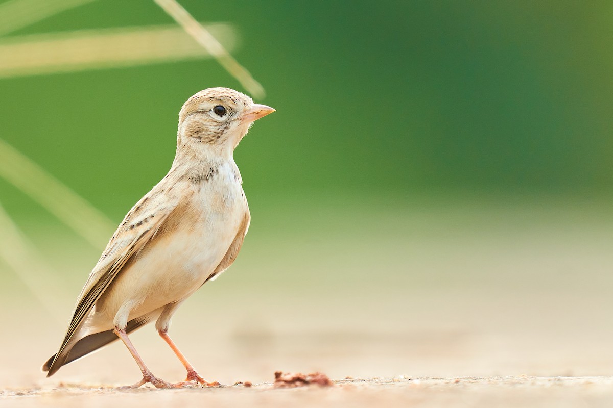 Mongolian Short-toed Lark - Raghavendra  Pai