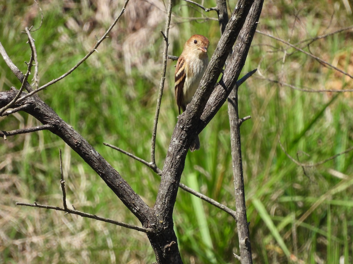 Bran-colored Flycatcher - ML609458268