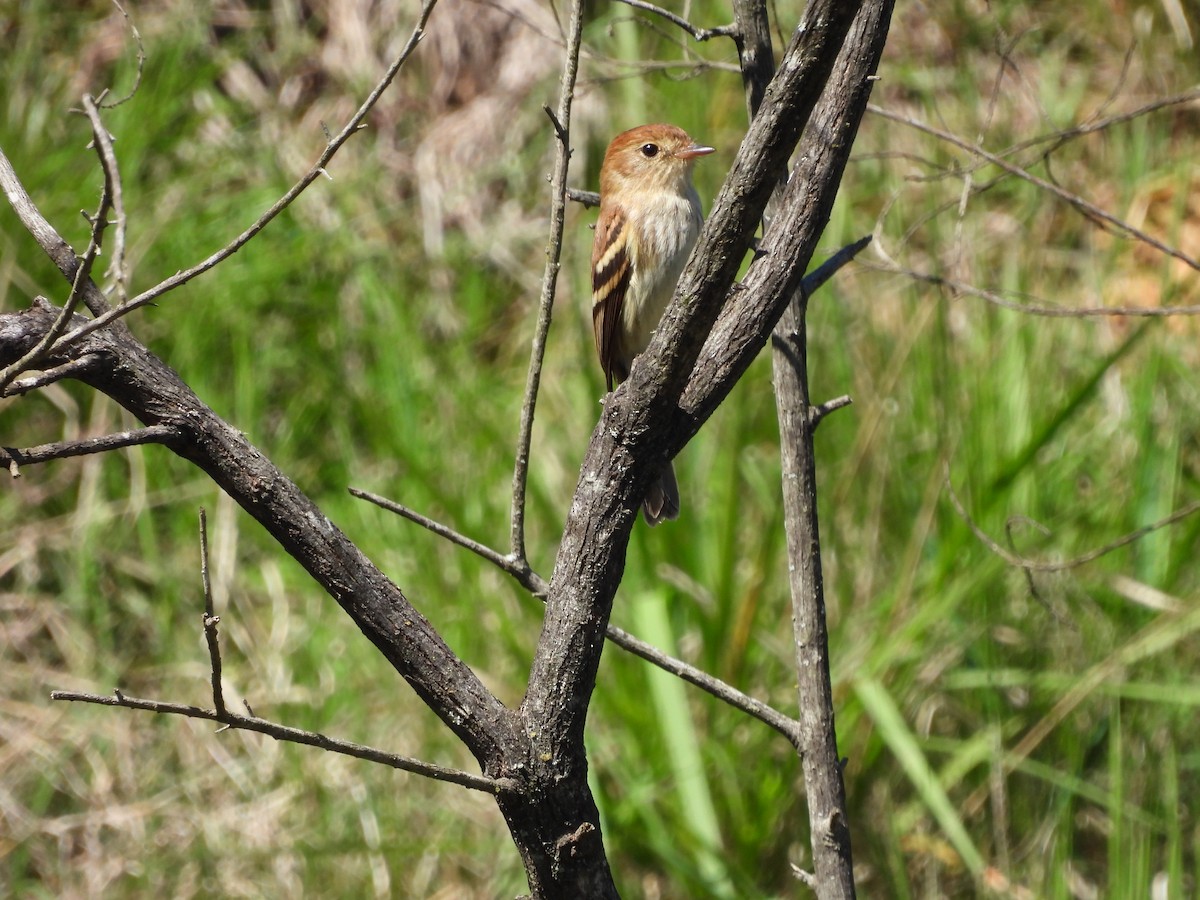 Bran-colored Flycatcher - ML609458273