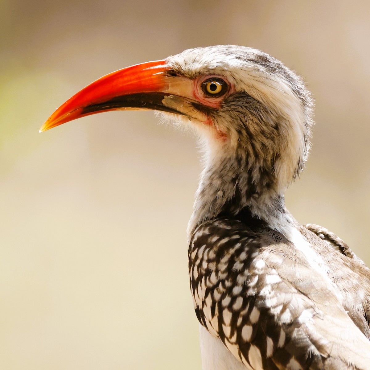 Southern Red-billed Hornbill - John Mills