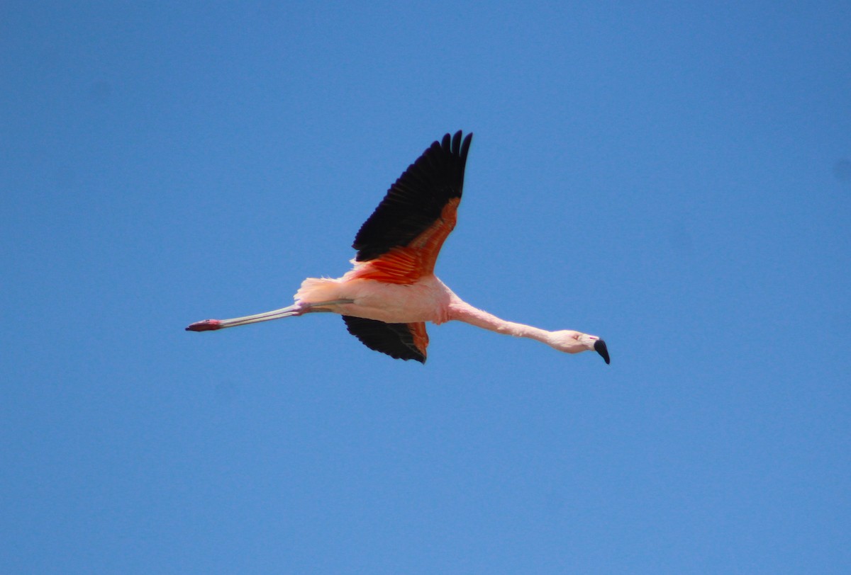 Chilean Flamingo - Juan Pablo Merlo