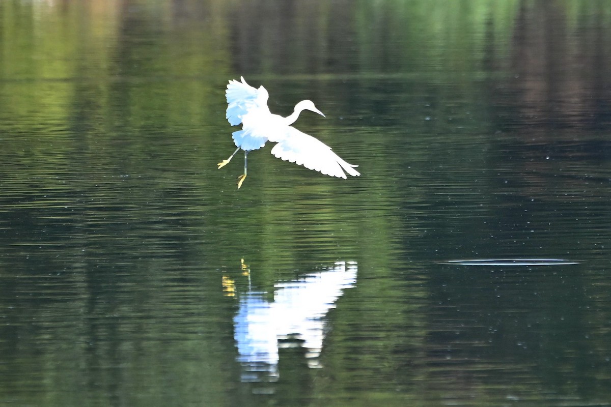 Snowy Egret - ML609458461