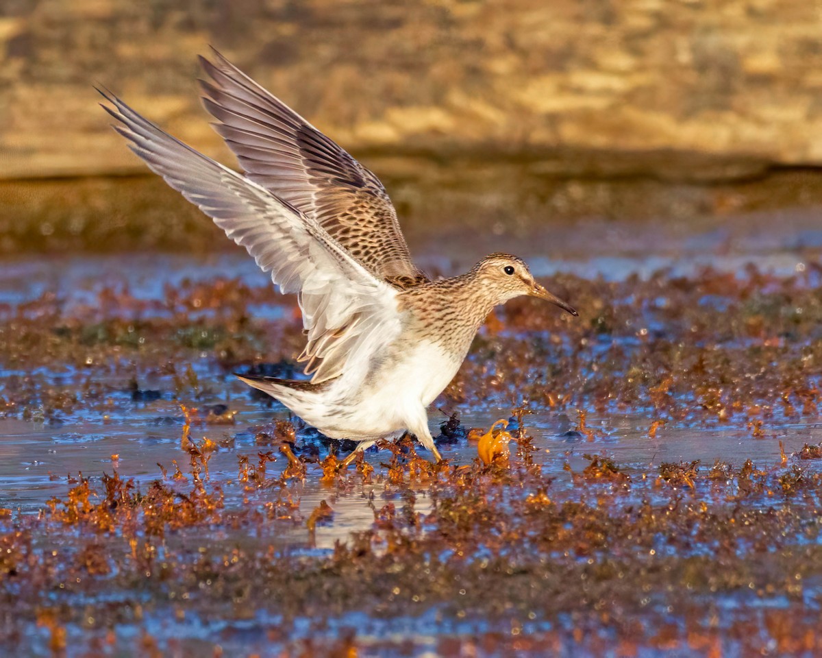 Pectoral Sandpiper - ML609458465