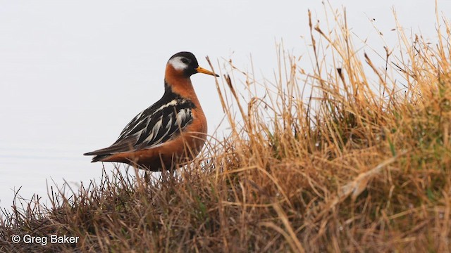 Red Phalarope - ML609458478