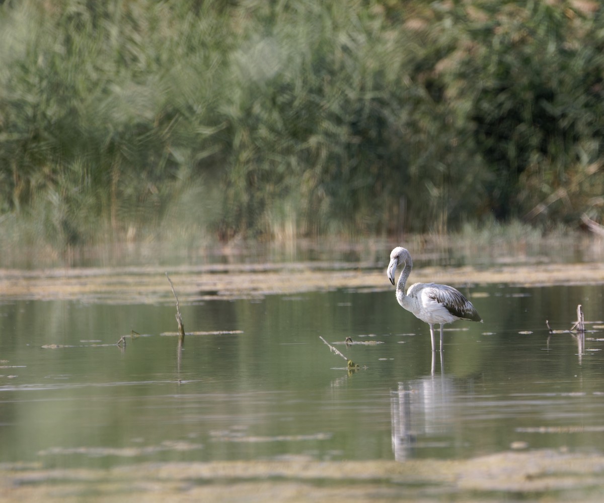 Greater Flamingo - ML609458482