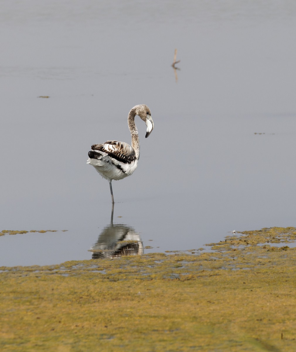 Greater Flamingo - ML609458505