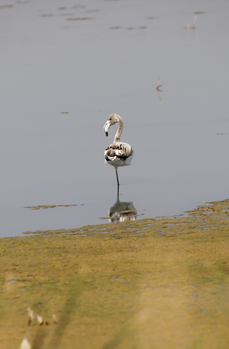 Greater Flamingo - ML609458506