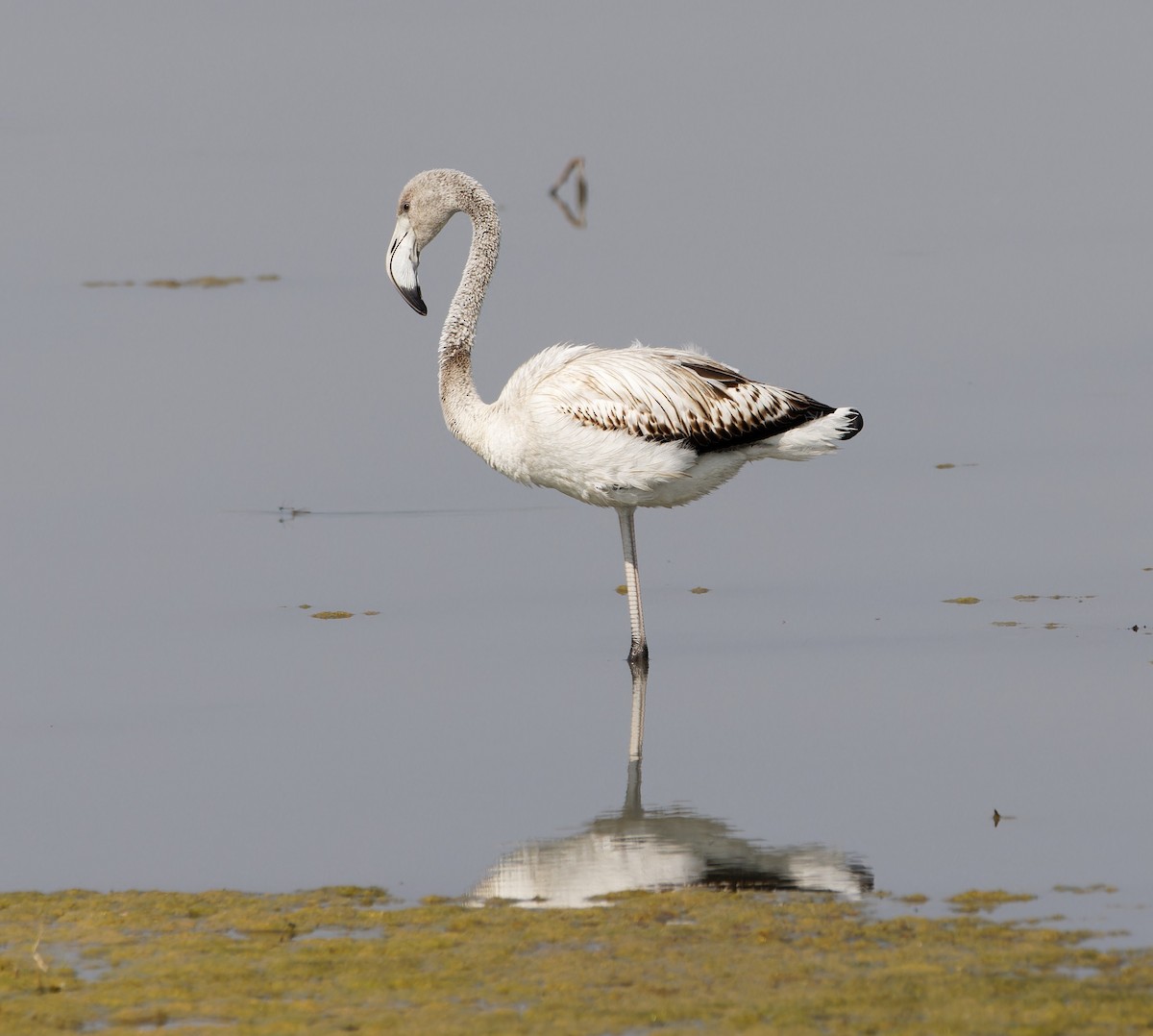 Greater Flamingo - Natalia Ivashova