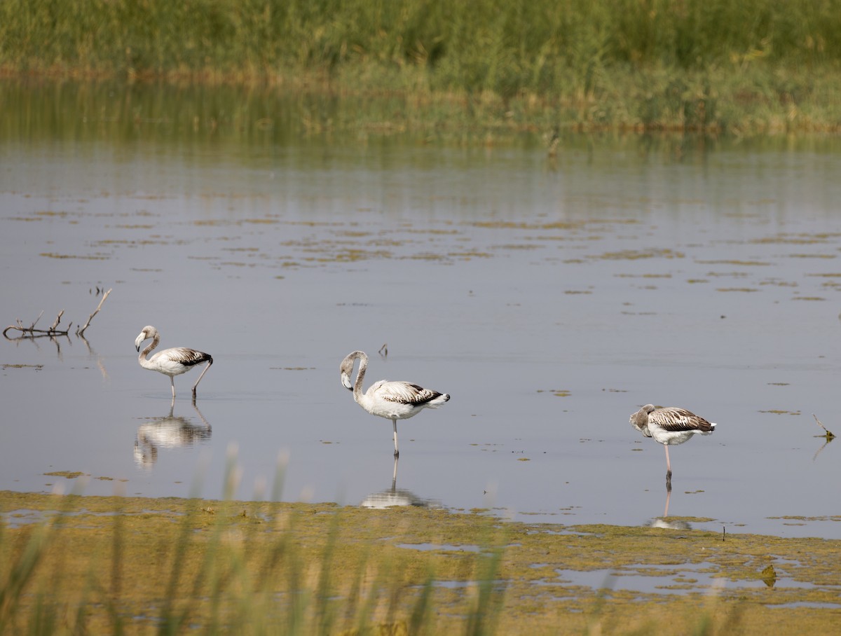 Greater Flamingo - ML609458513