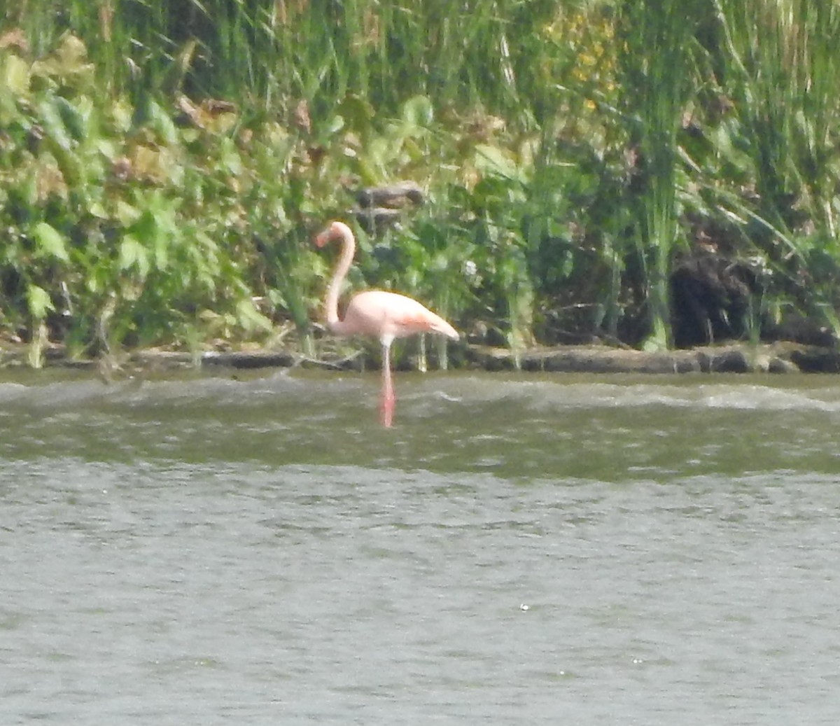 American Flamingo - ML609458520