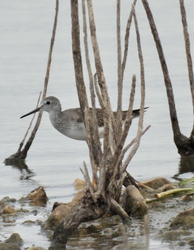 Lesser Yellowlegs - ML609458524