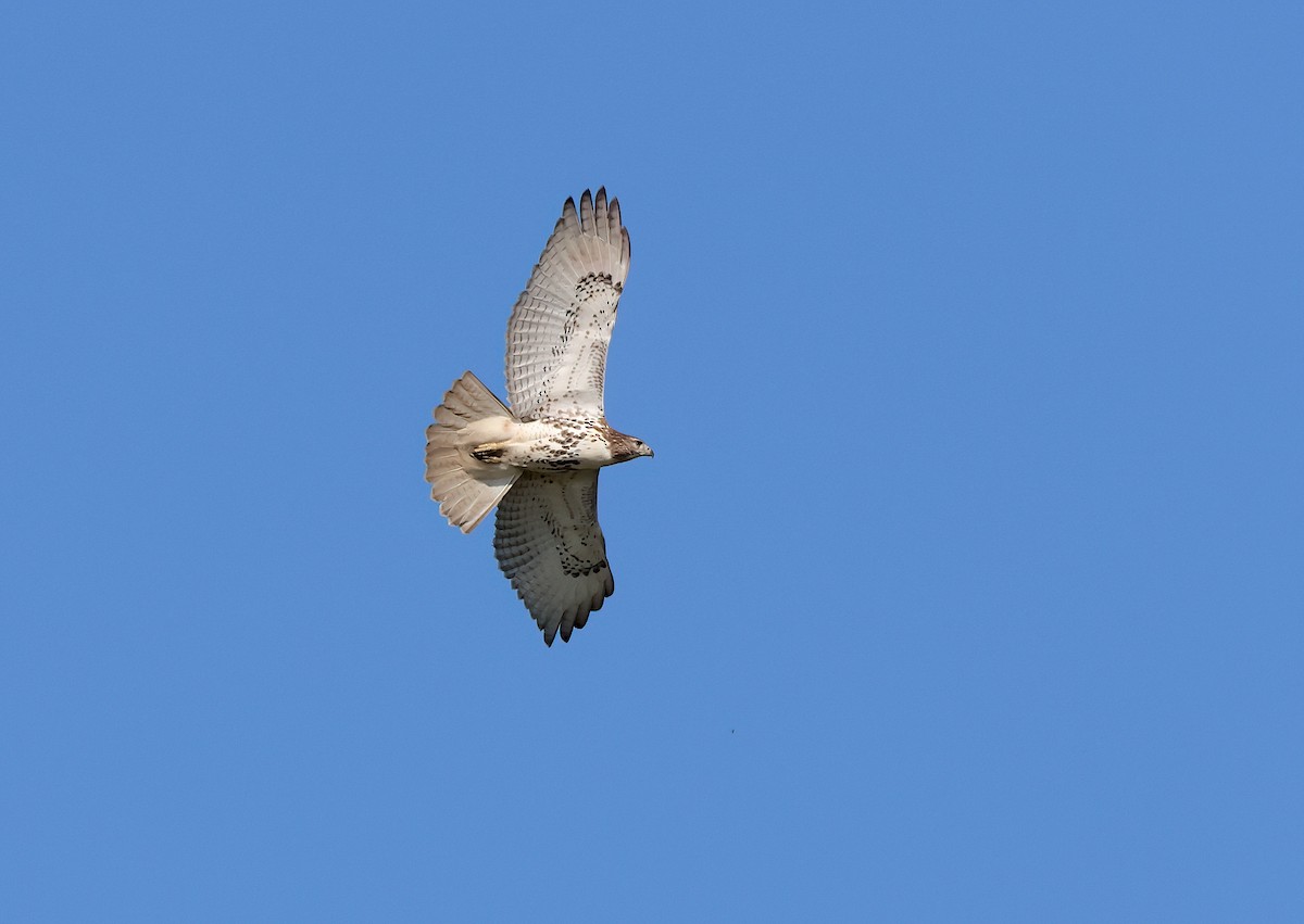 Red-tailed Hawk - ML609458570