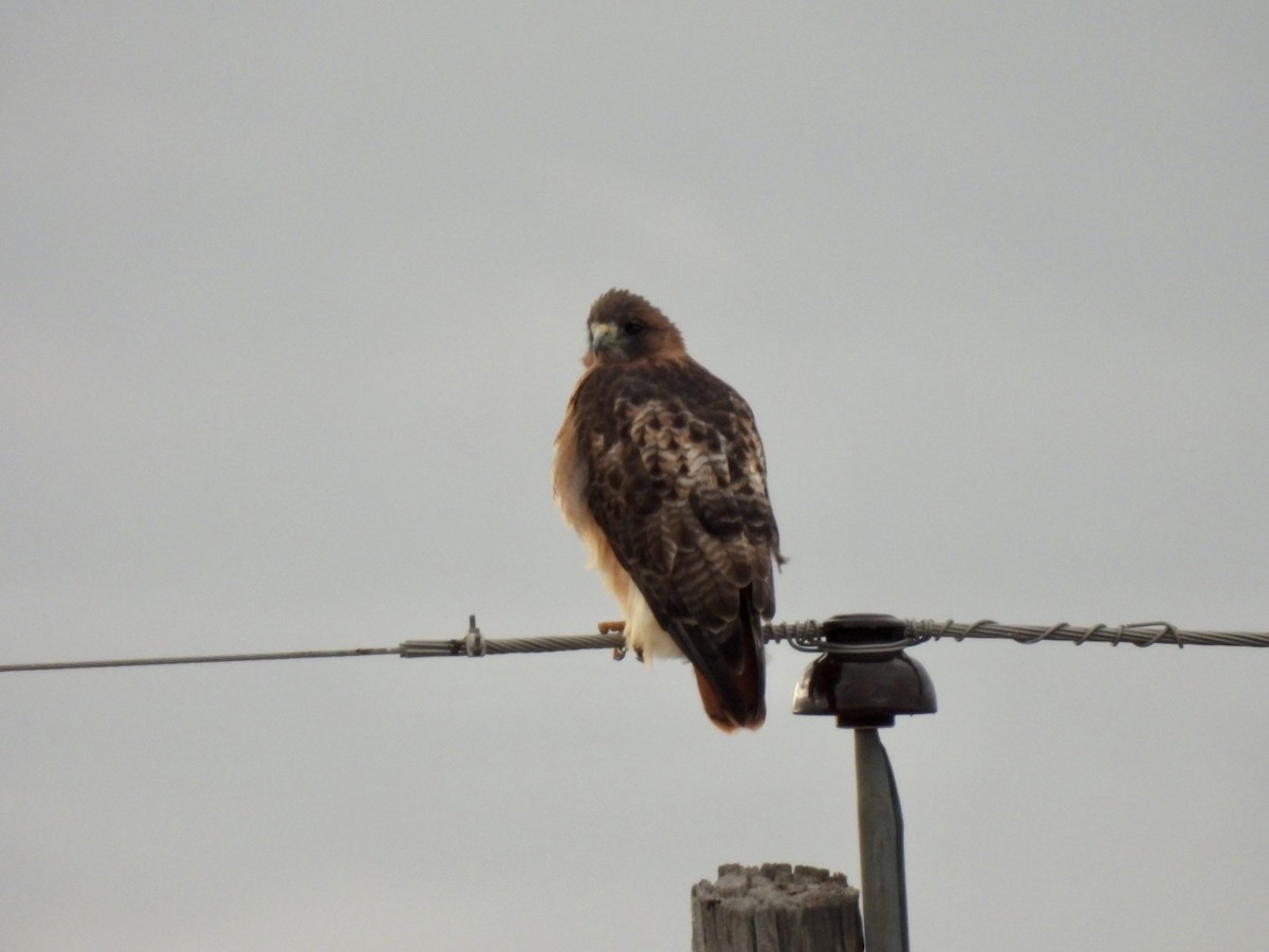 Red-tailed Hawk - ML609458581