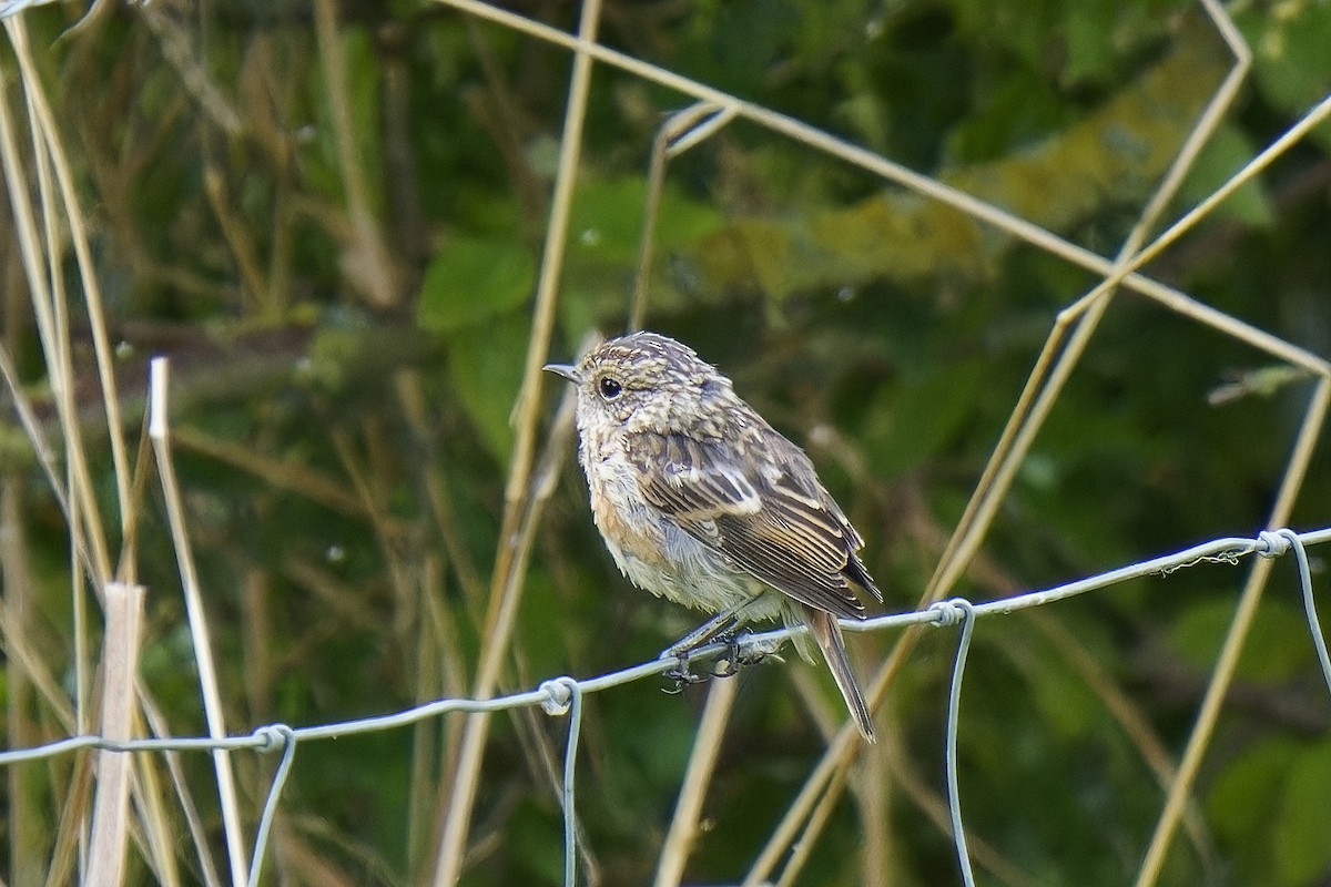 European Stonechat - ML609458599