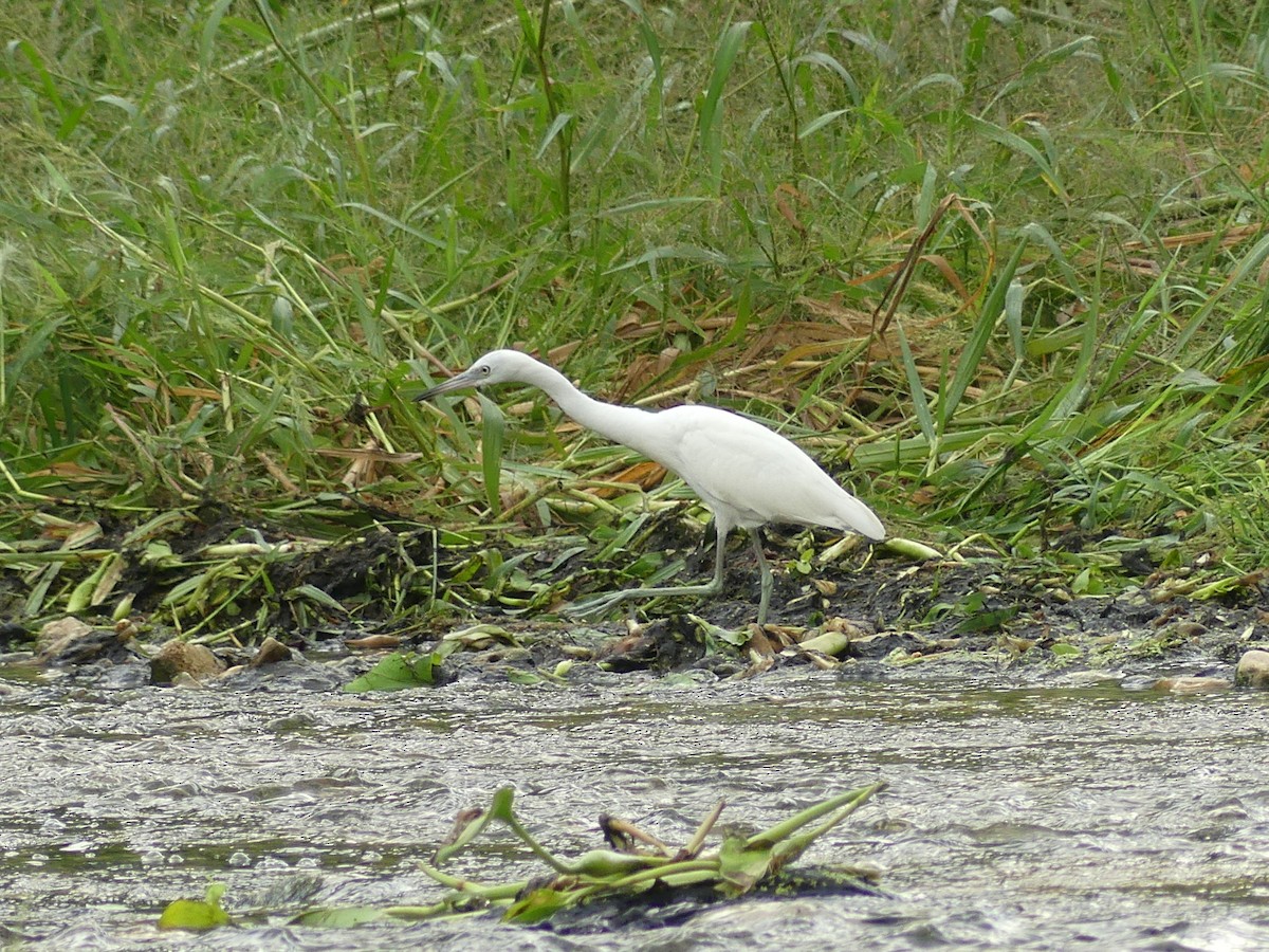 Little Blue Heron - ML609458645