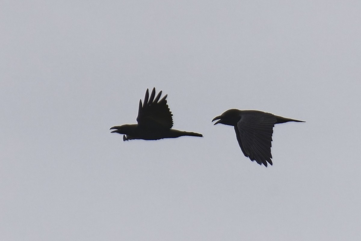 Common Raven - Holger Teichmann