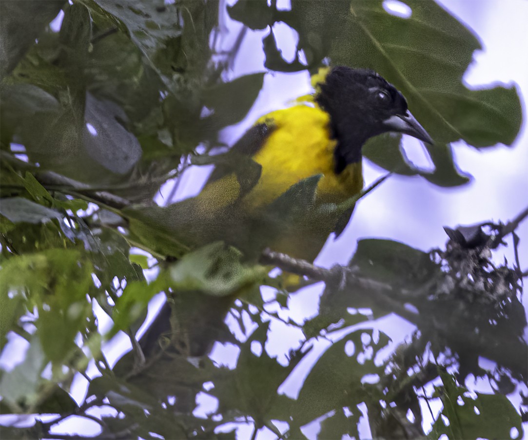 Audubon's Oriole - Brad Singer