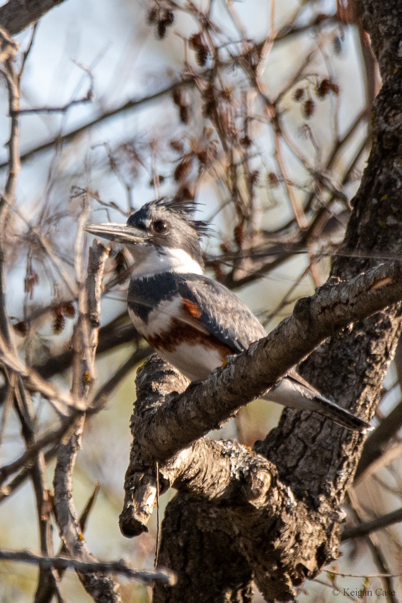 Belted Kingfisher - ML609458775