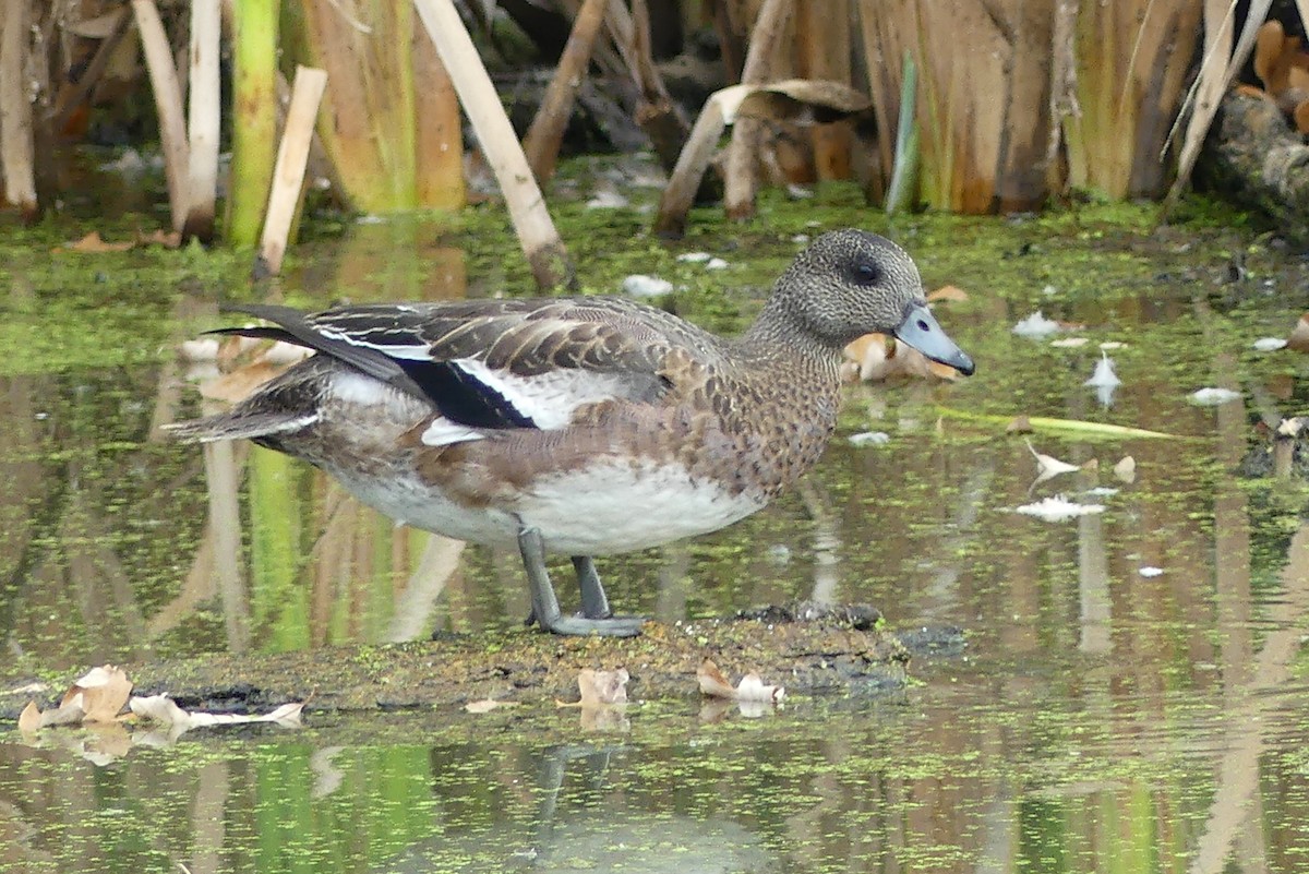 American Wigeon - ML609458813