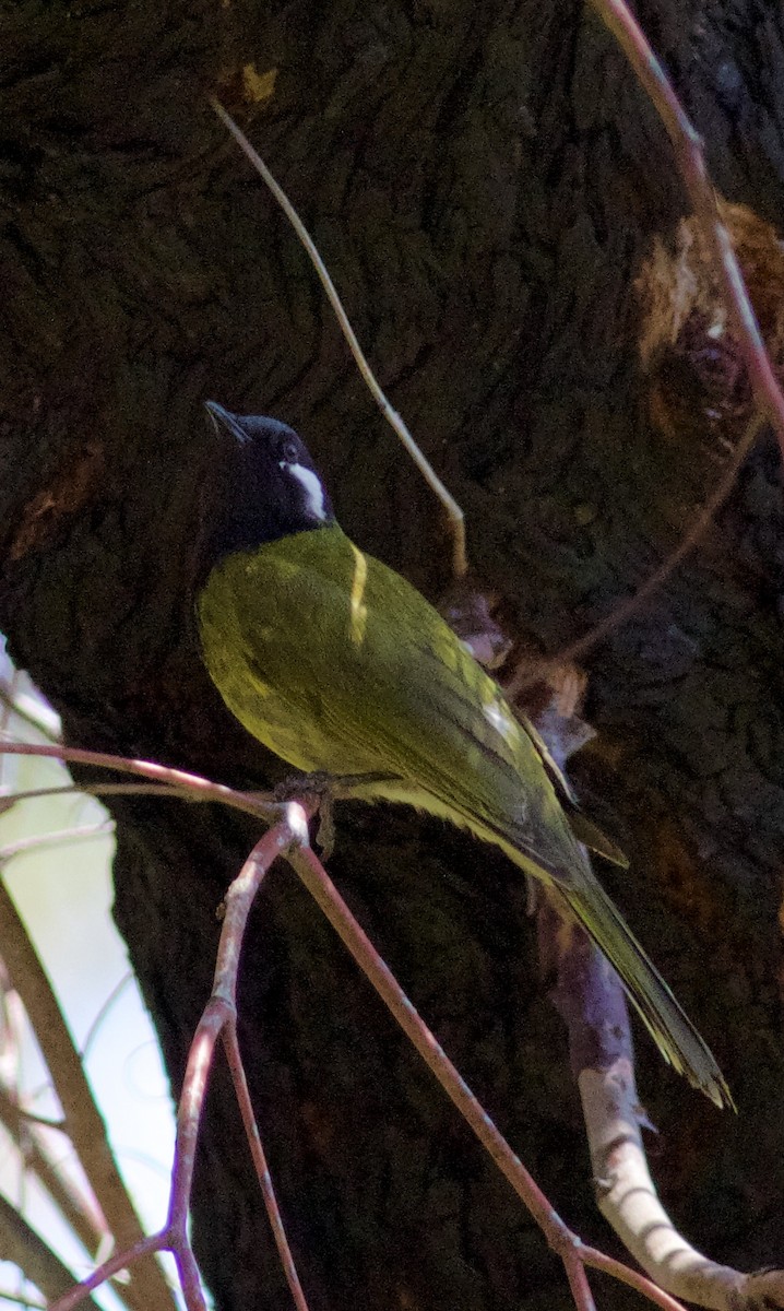 White-eared Honeyeater - ML609458851