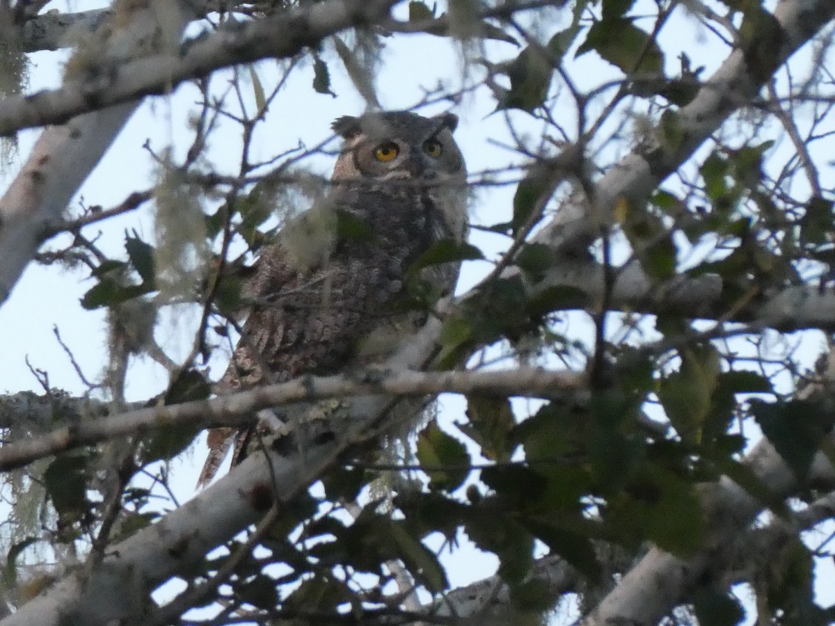 Great Horned Owl - ML609458878