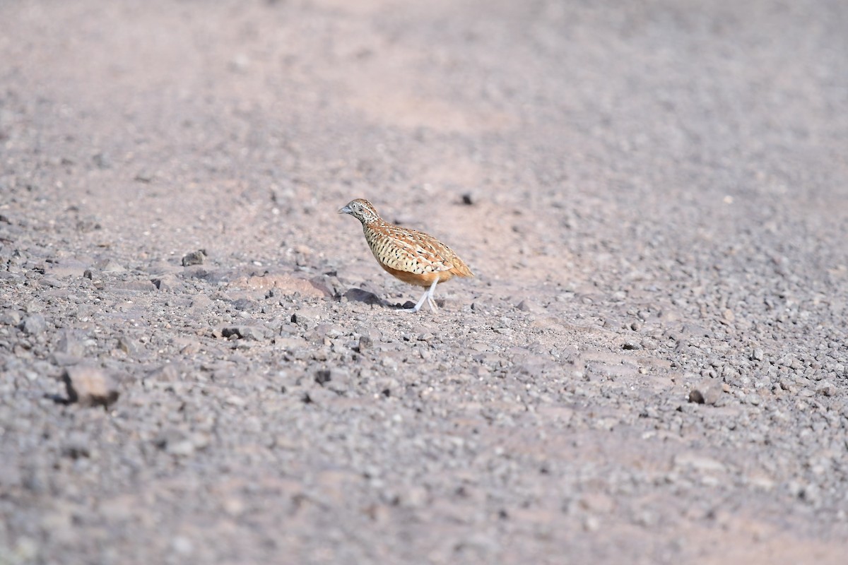 Barred Buttonquail - ML609458879