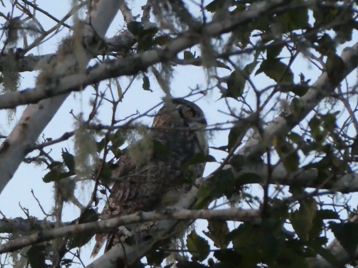 Great Horned Owl - ML609458885