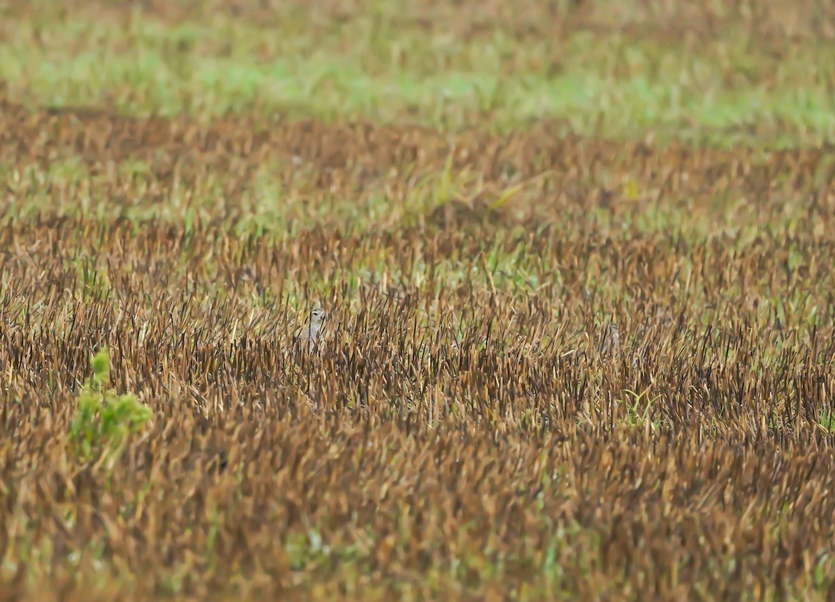 American Golden-Plover - ML609458933