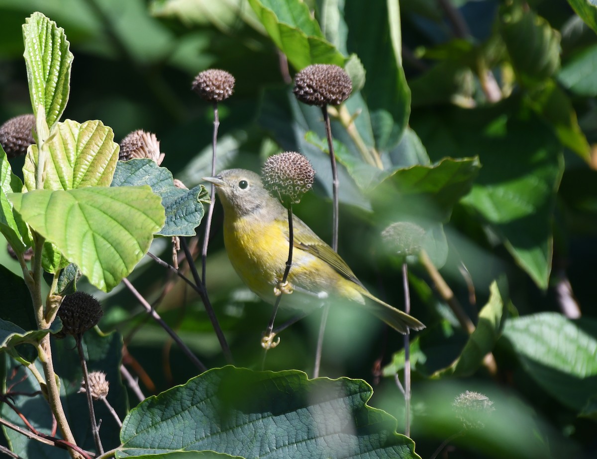 Nashville Warbler - ML609458957