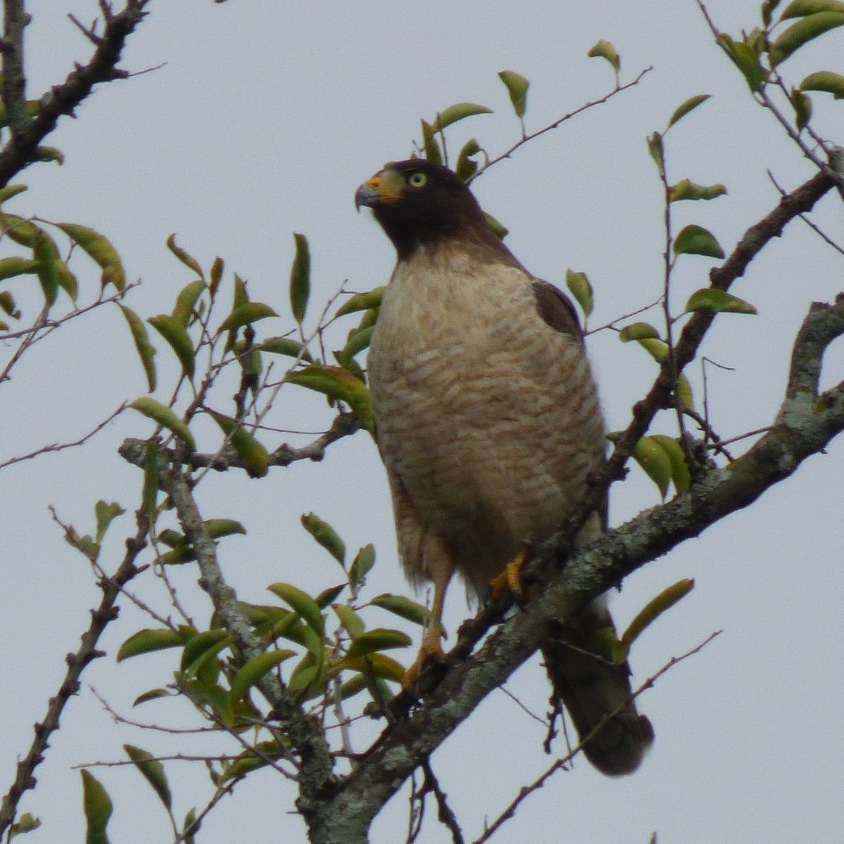 Roadside Hawk - PAULA ARNAIZ