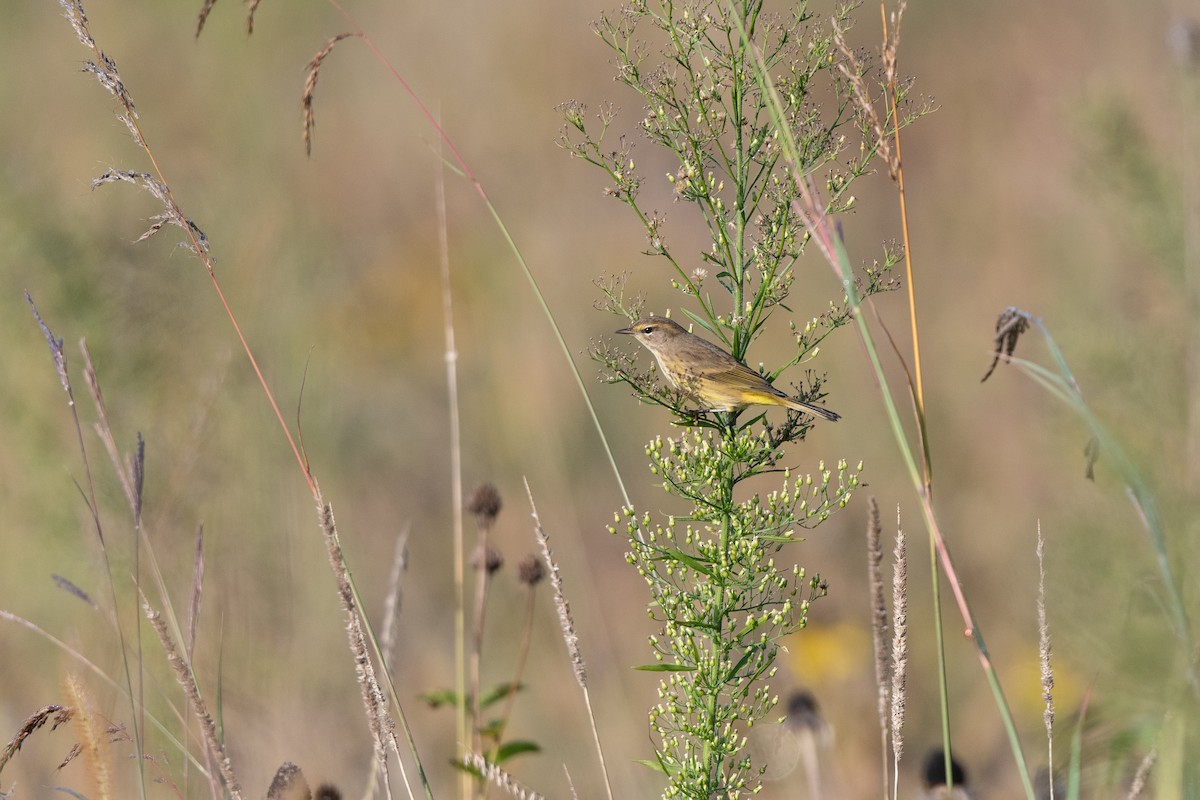 Palm Warbler - ML609458984