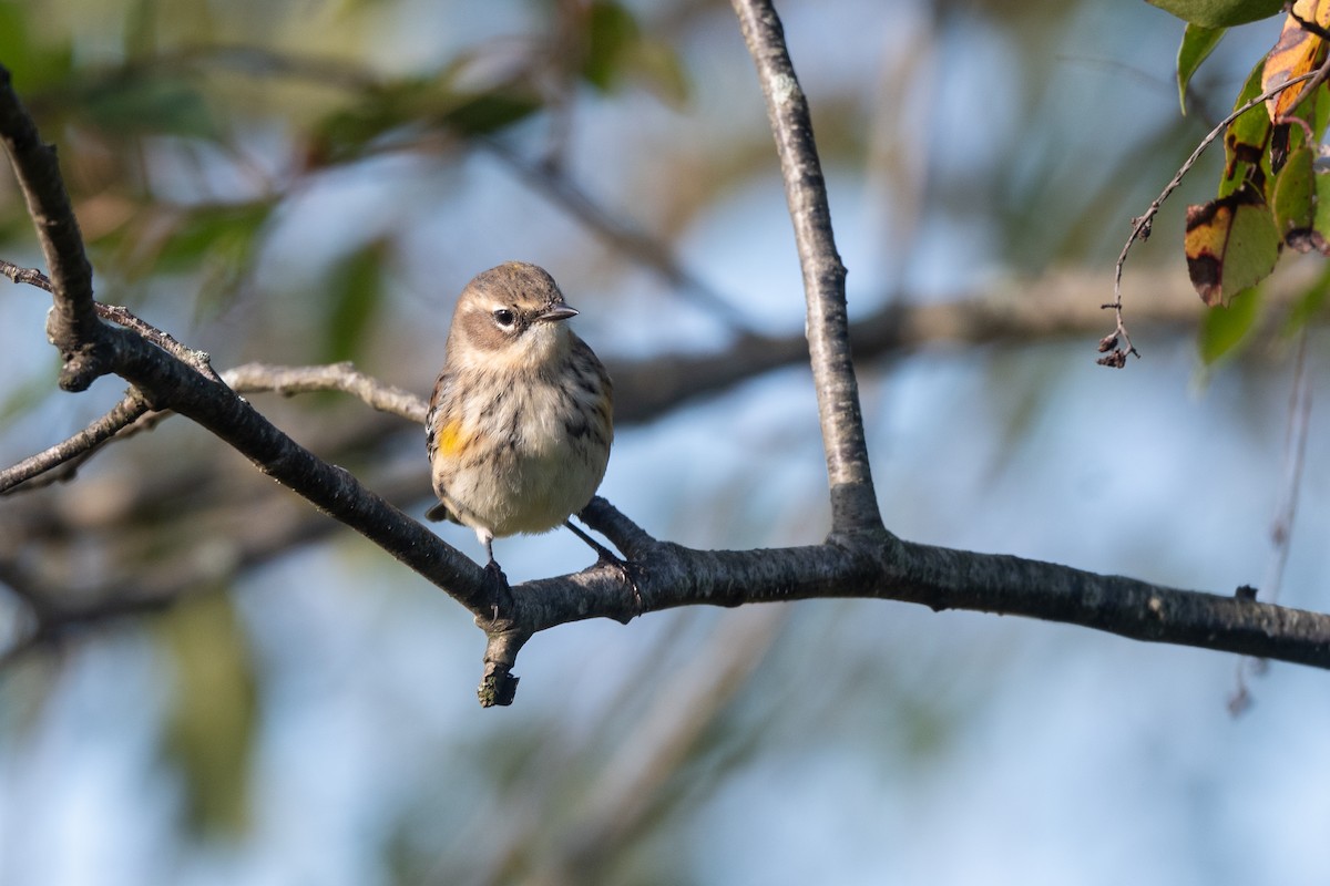 Yellow-rumped Warbler - ML609458994