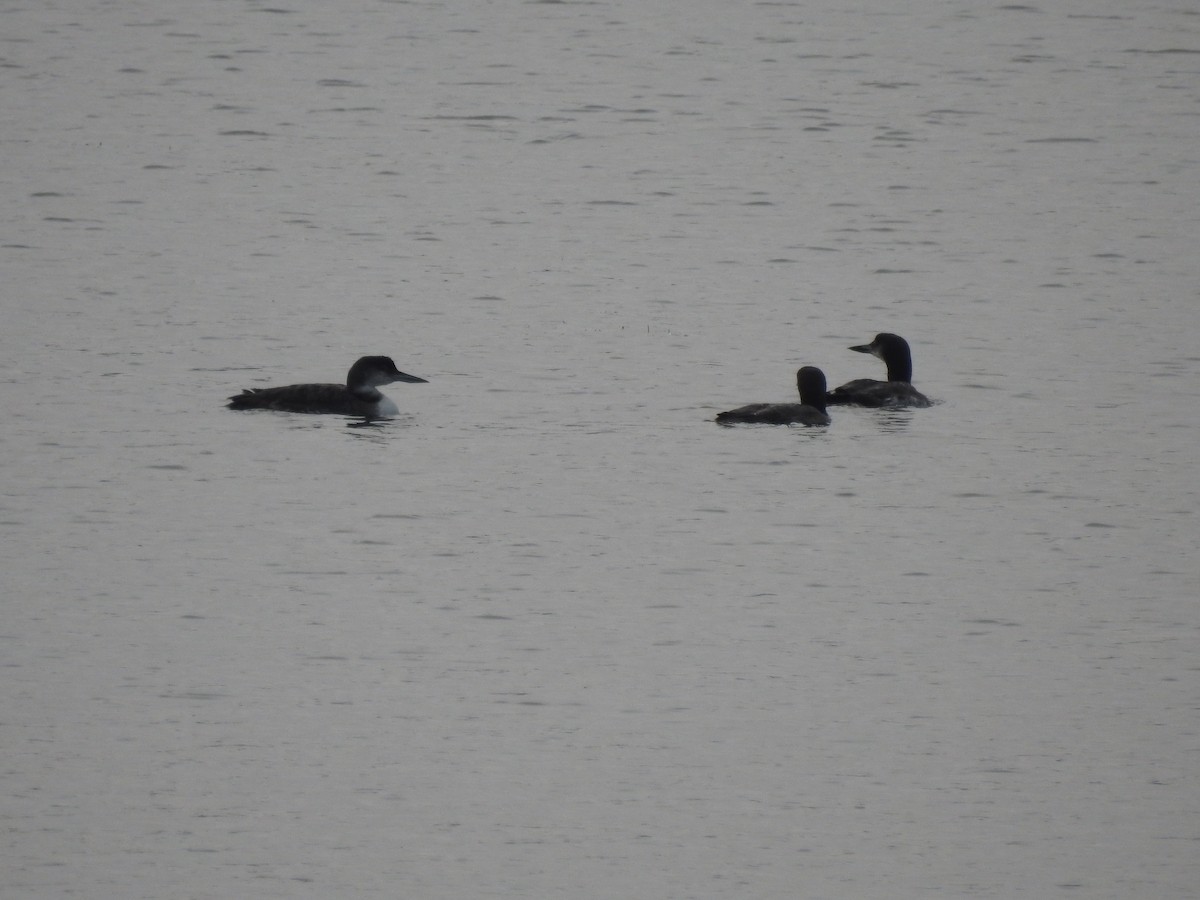 Common Loon - ML609459010