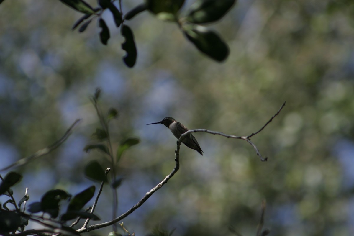 Ruby-throated Hummingbird - ML609459036