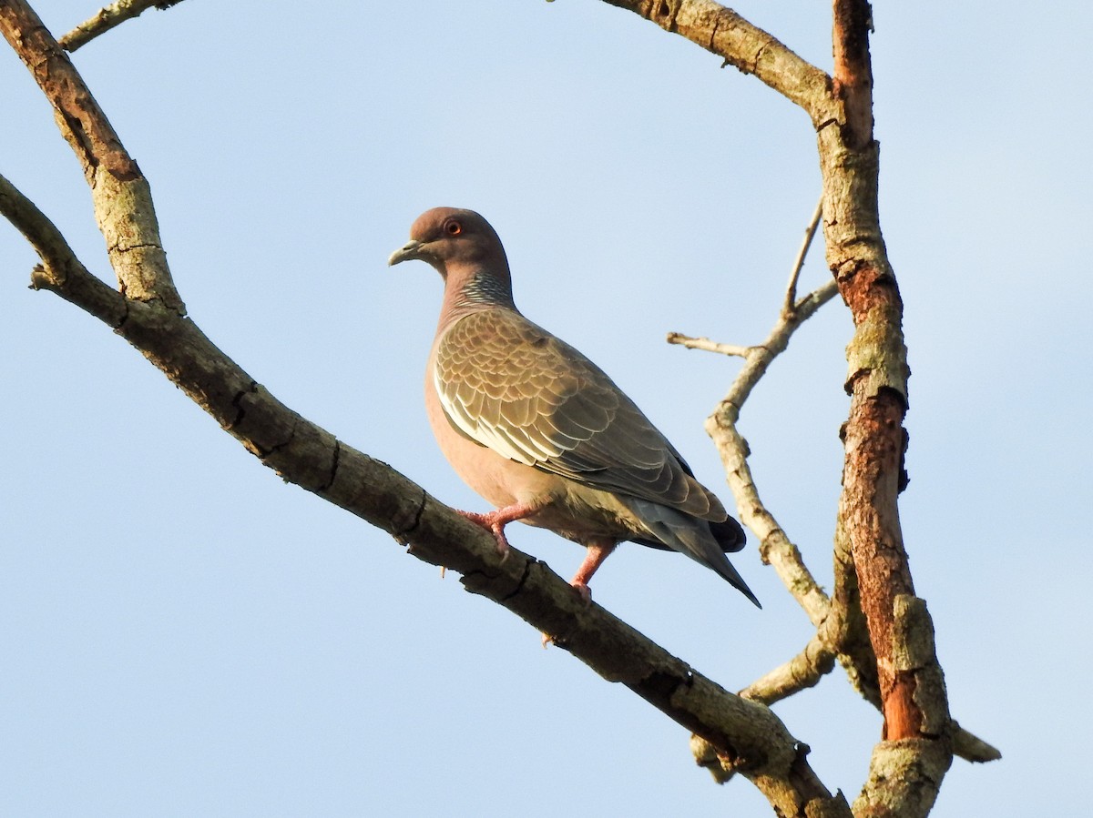 Picazuro Pigeon - ML609459061