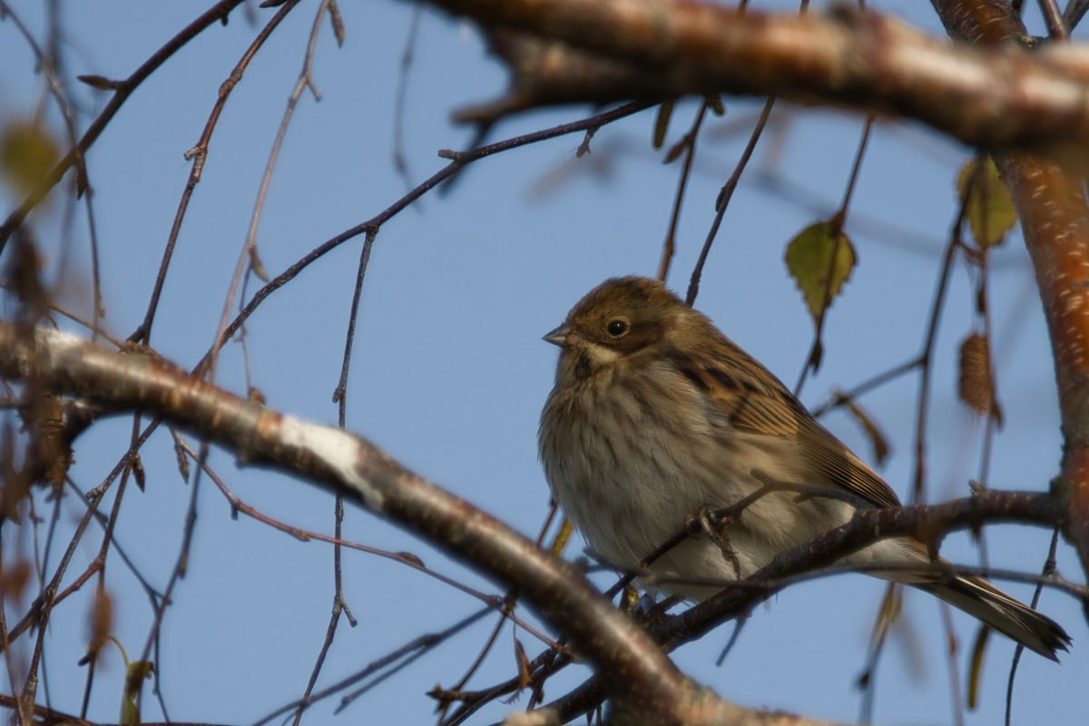 Reed Bunting - Tomas Mazak