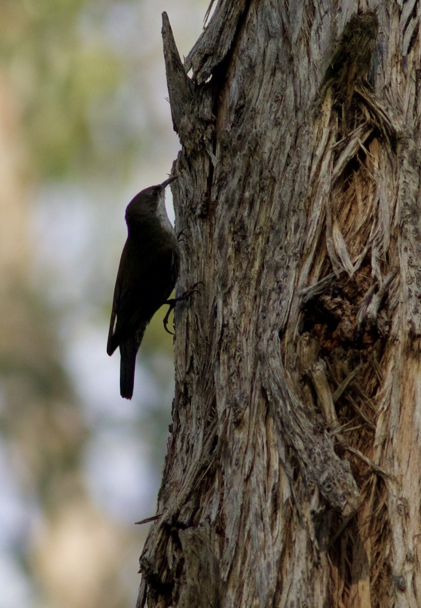 White-throated Treecreeper - ML609459078