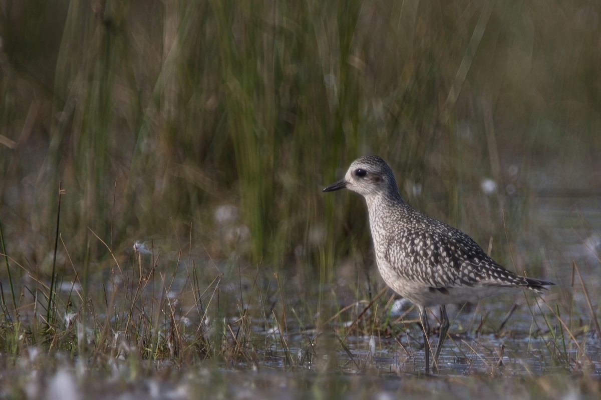 Black-bellied Plover - ML609459117