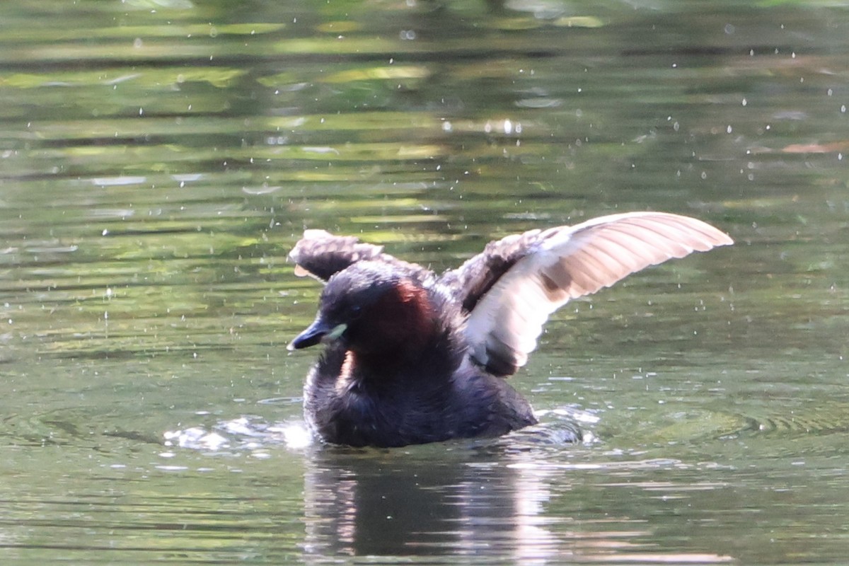 Little Grebe - Kai Wess