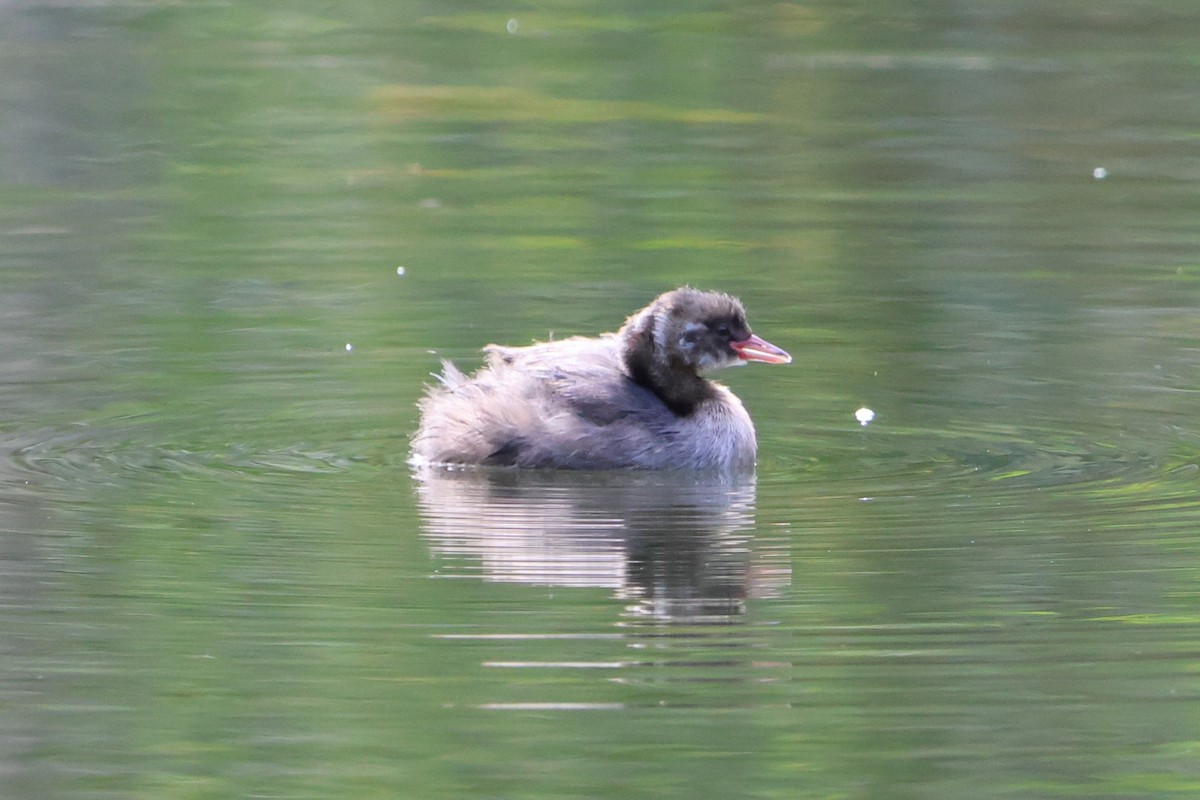 Little Grebe - Kai Wess